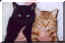 catz1.jpg (38073 bytes)