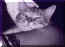 catz3.jpg (32924 bytes)