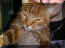 catz4.jpg (24783 bytes)