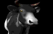 cow2.gif (6563 bytes)